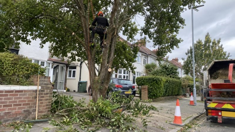 Crown Lifting services in Portsmouth, Portsmouth