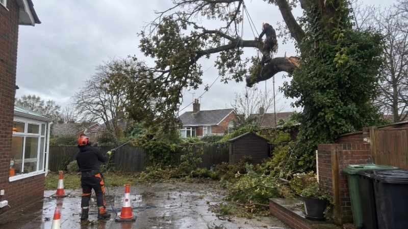 Emergency Tree Service in Portsmouth