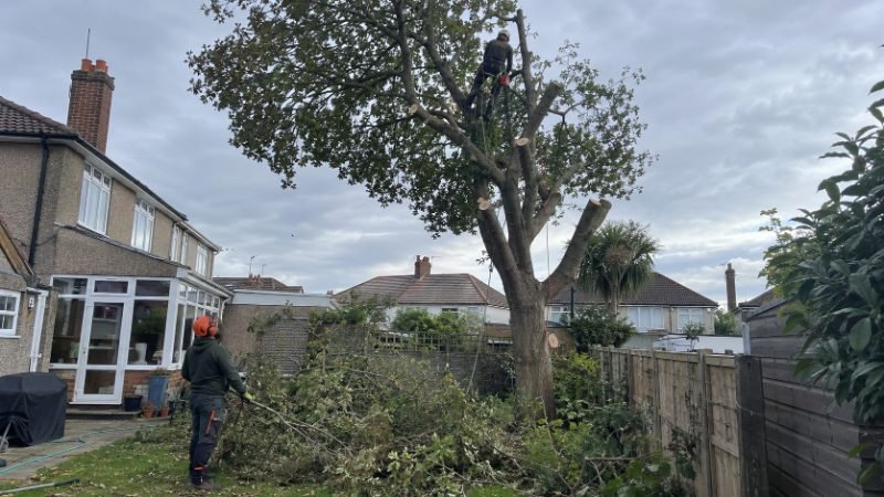 OakPro Tree Surgeon Portsmouth