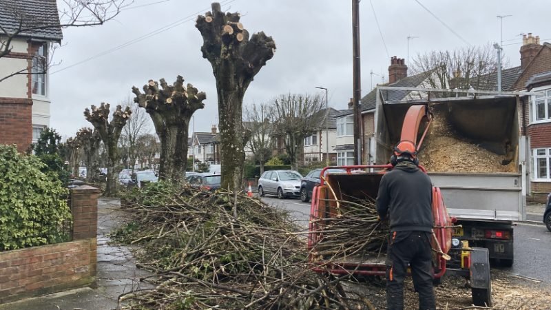 tree surgeon project in Portsmouth