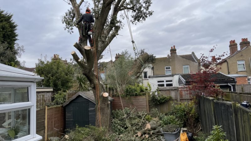 tree surgeon project in Portsmouth