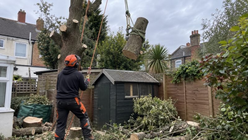 tree surgeon project in Portsmouth
