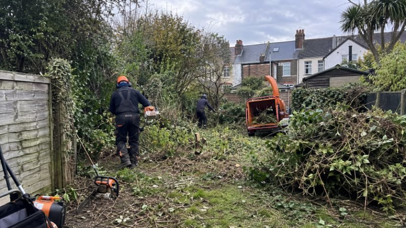 tree surgeon project in Portsmouth
