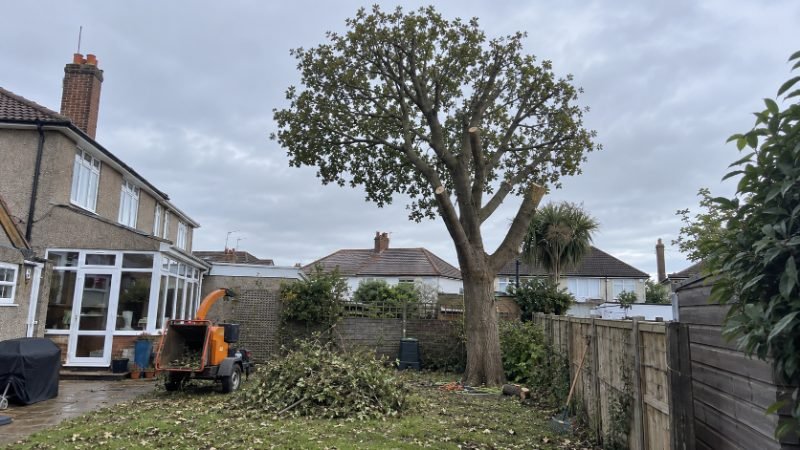 tree surgeon materials and craftsmanship in Portsmouth
