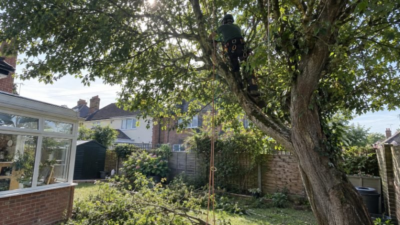 tree surgeon pricing and estimates in Portsmouth