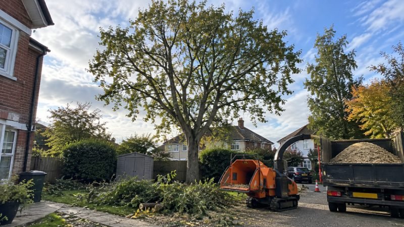 tree surgeon project timeline in Portsmouth