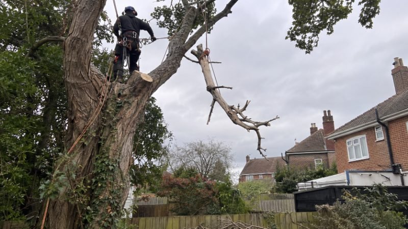 tree surgeon project in Portsmouth