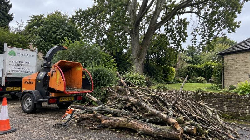 tree surgeon project in Portsmouth