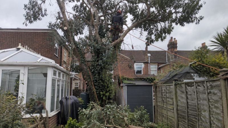 tree surgeon project in Portsmouth