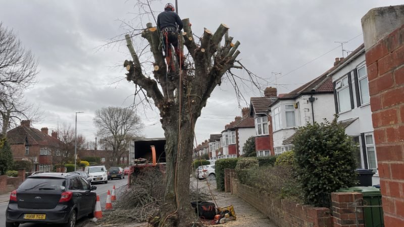tree surgeon project in Portsmouth
