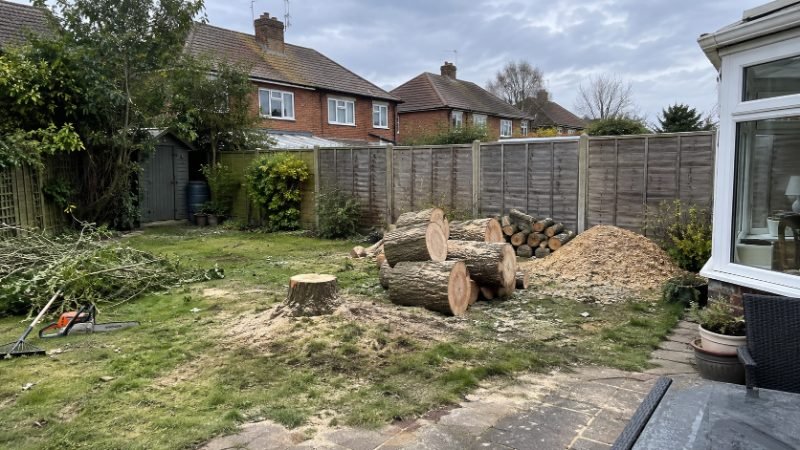 Tree Felling in Portsmouth