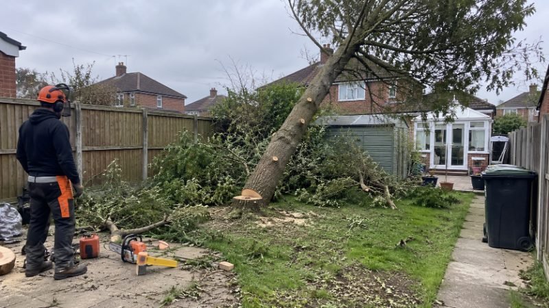 Tree Felling project — Portsmouth, Portsmouth