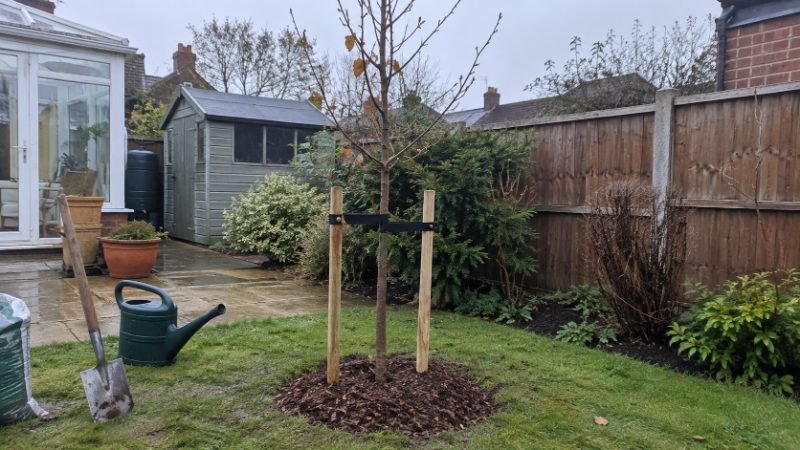Tree Planting in Portsmouth