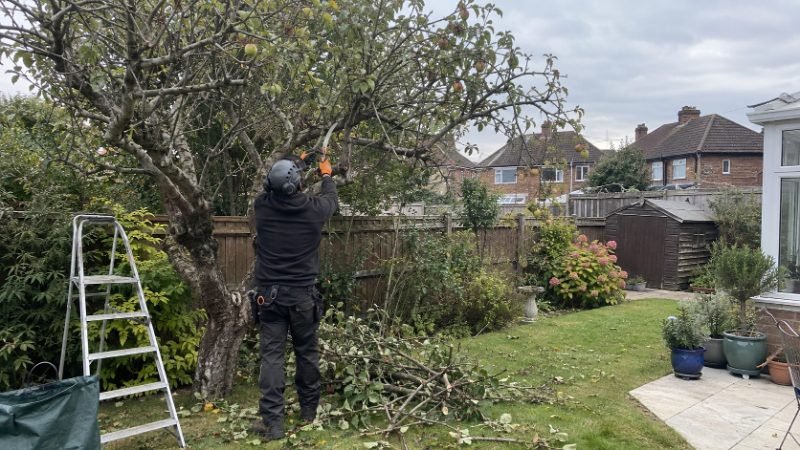 Tree Pruning services in Portsmouth, Portsmouth