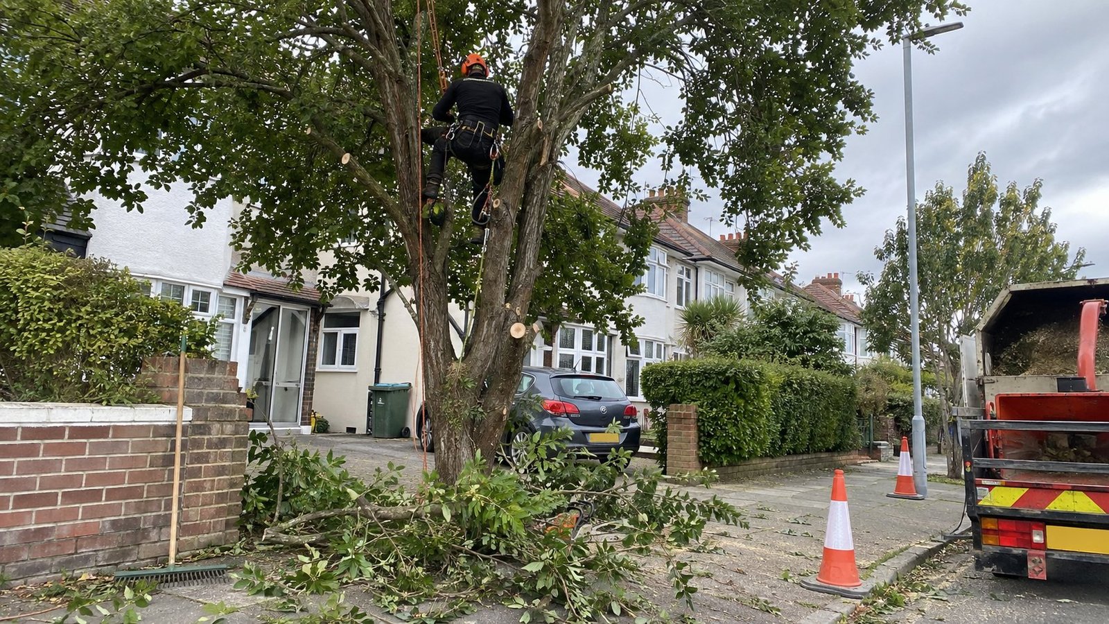 tree surgeon in Portsmouth, Portsmouth